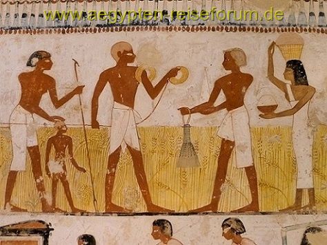 Landwirtschaft im Alten Ägypten/Grab des Menna
