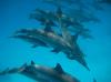 Schnorcheln mit Delphinen im Dolphinhouse