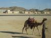 Geschmücktes Kamel beim Abu el-Haggag Festival