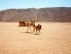 Kamele bei Beduinenstamm