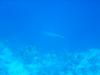 Hai im Roten Meer