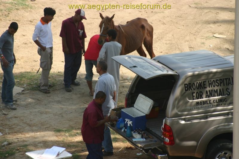 Tierarzt bei der Arbeit - Brooke Hospital for Animals