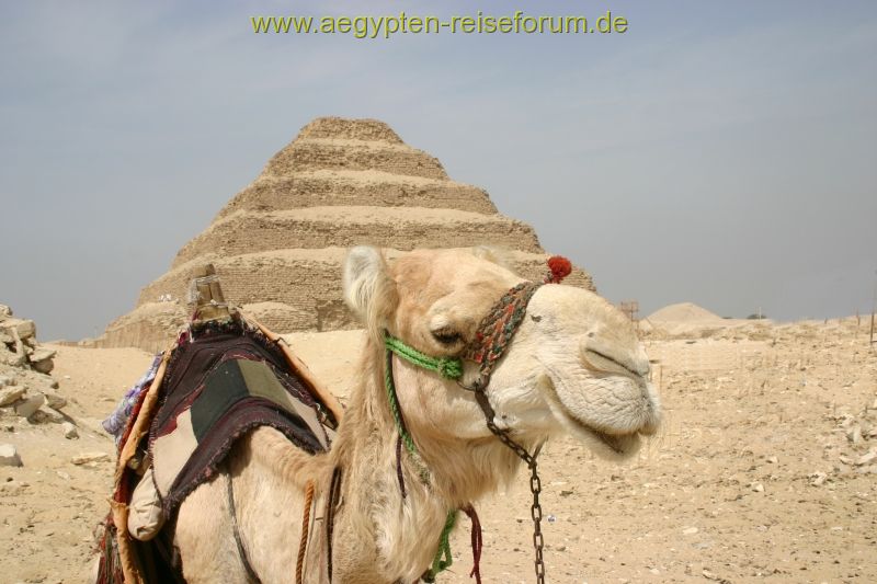 Camel "Model" in Sakkara