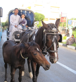 Stute und Fohlen in Luxor