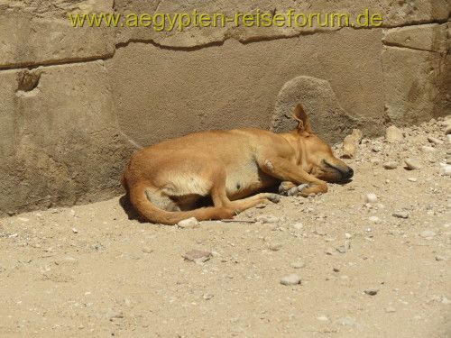 Ruhepause im Karnaktempel