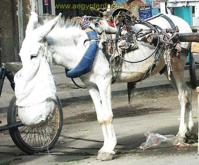 Futter in Cairo