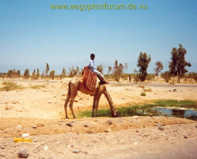 Kamel an Wasserstelle