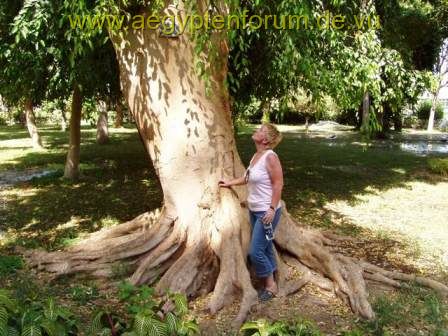 Ficus Benjamini