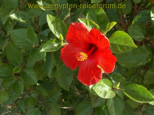 Hibiskus am Assuan-Staudamm