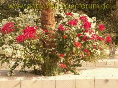 Blumen bei Abu Simbel