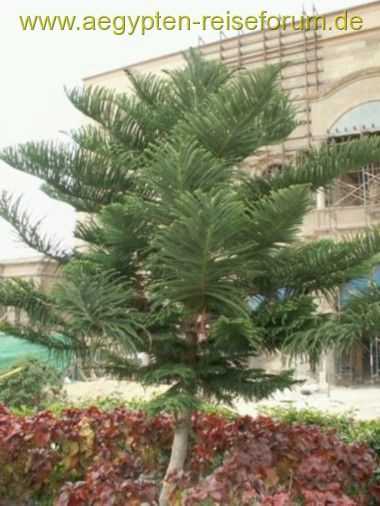 Baum bei Alabaster Moschee