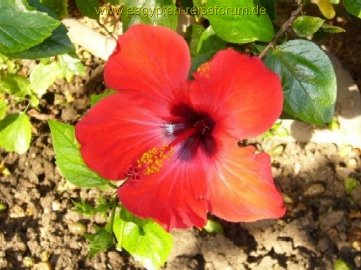 Hibiskus