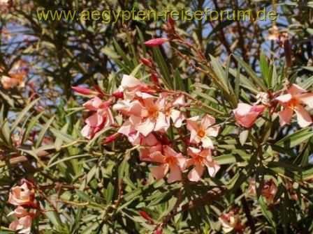 Oleander