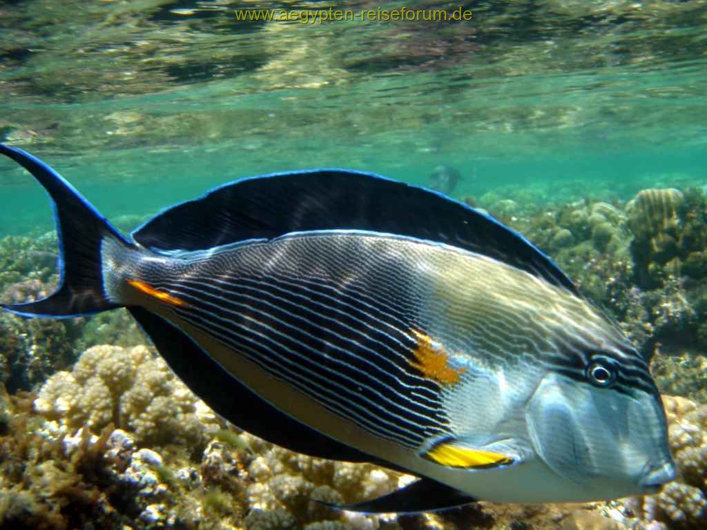 Schnorcheltraum Lahami-Bay