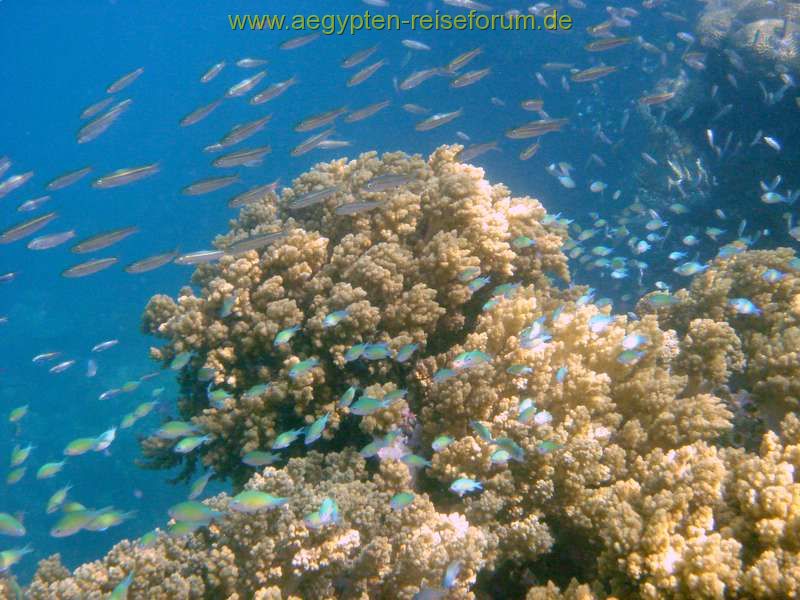 Schnorcheltraum Lahami Bay