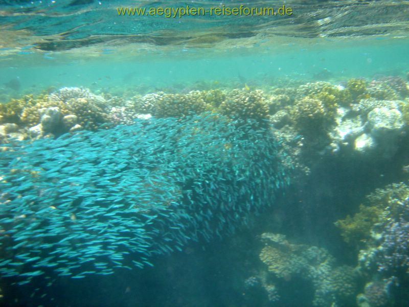 Schnorcheltraum Lahami Bay