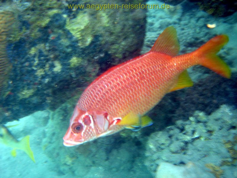 Schnorcheltraum Lahami-Bay