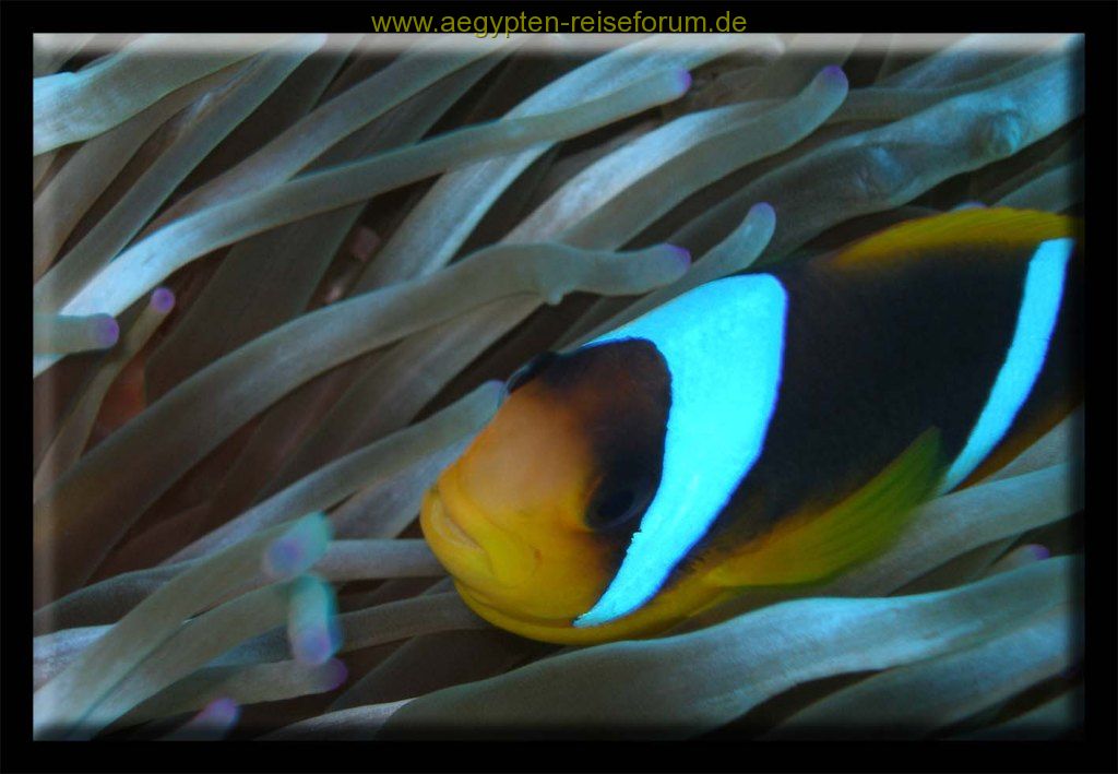 Nemo