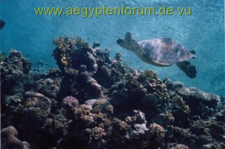 Schildkröte am Panorama Reef