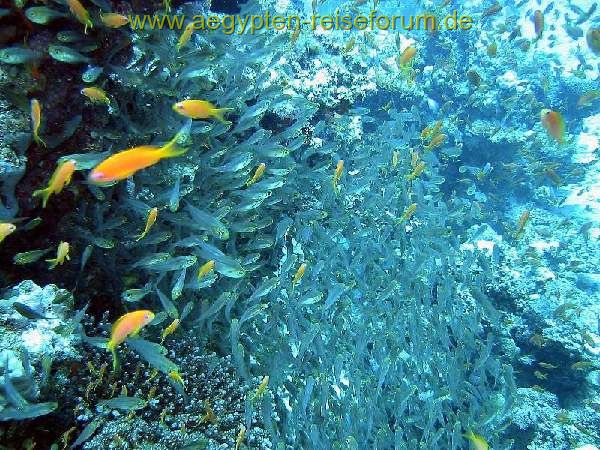 Fischsuppe in Mashraba, Dahab