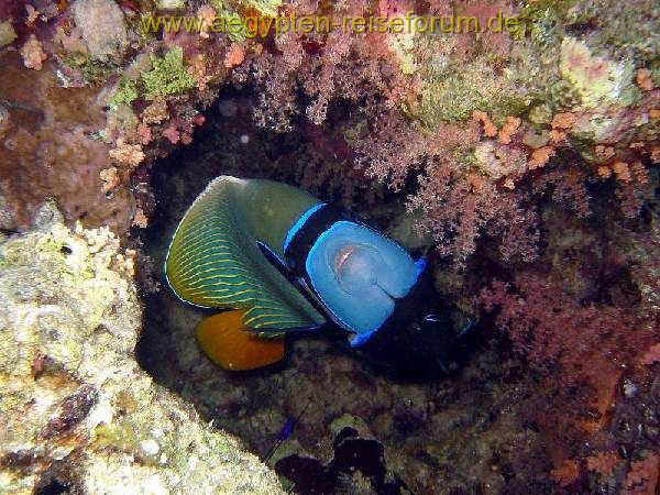 Imperator-Kaiserfisch, Dahab