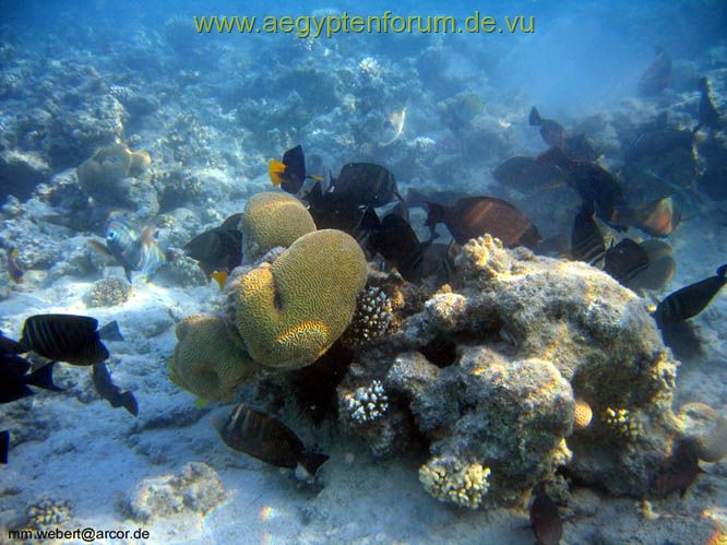 Viele verschiedene Fische beim Fressen