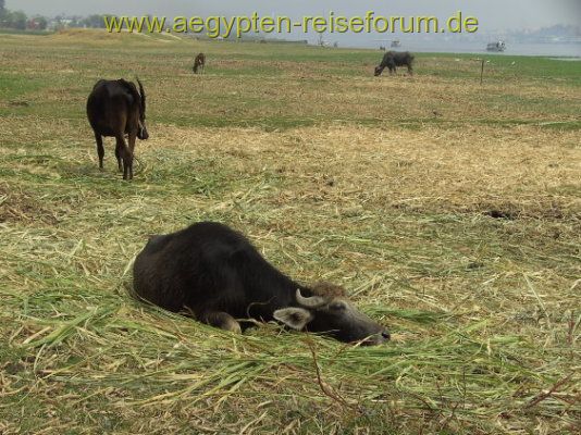 Auch die Büffel tun's...