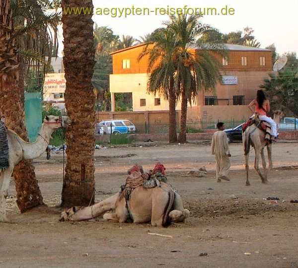 Soll doch der Kollege arbeiten