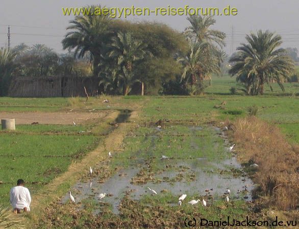 Mittagsgebet auf dem Felde