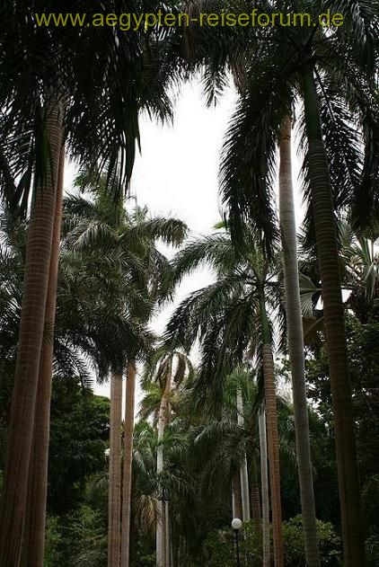 Palmen im Botanischen Garten